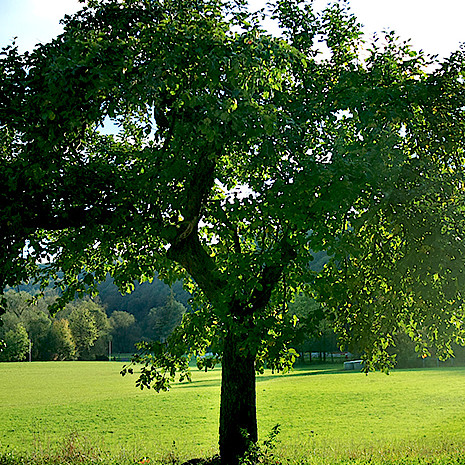 Baum auf grüner Wiese